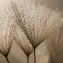 Square of natural tranquillity: Shining in the light by Marjolijn van den Berg thumbnail