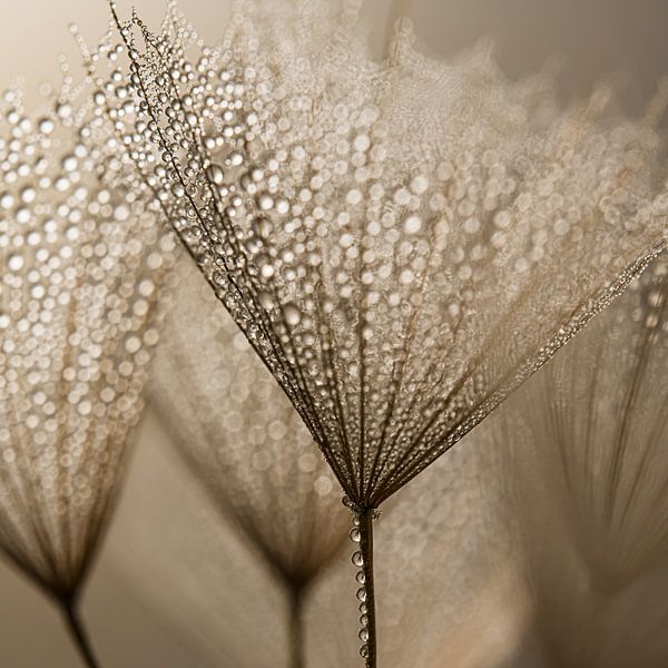 Square of natural tranquillity: Shining in the light by Marjolijn van den Berg