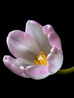 Tulp 3