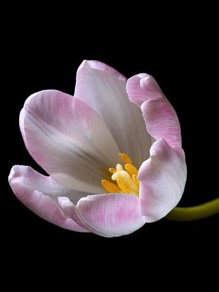 Tulp 3 by Jonathan Kremer