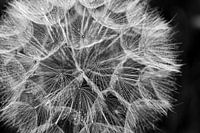 Meadow Goatsbeard