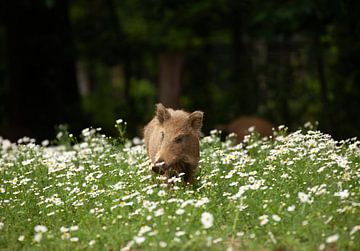 Wild zwijn van Corrie Post