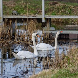 swans by Joop Kalshoven