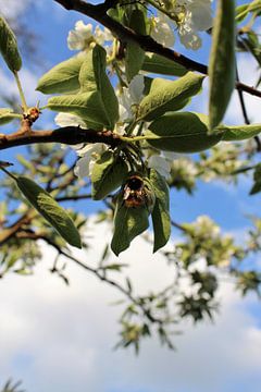 spring von Nancy De Neef