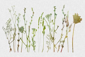 Weide in de ochtend - Modern botanisch in aquarelstijl van Dina Dankers