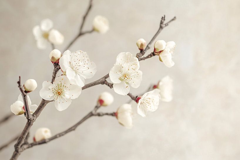 Fleurs blanches sur les branches par Imperial Art House