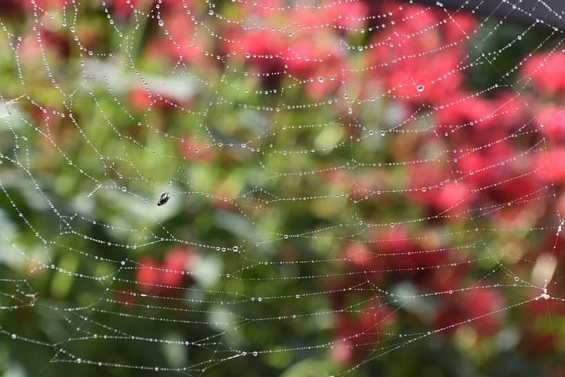 A spider's web in the garden by Claude Laprise