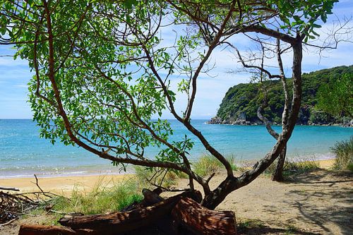 De Te Pukatea Baai vanaf de picknicktafel
