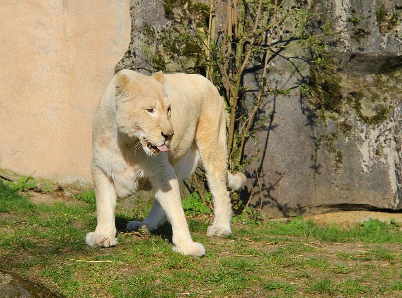 White lioness . by Jose Lok
