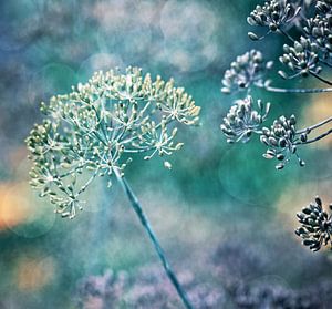 dans le jardin d'herbes aromatiques