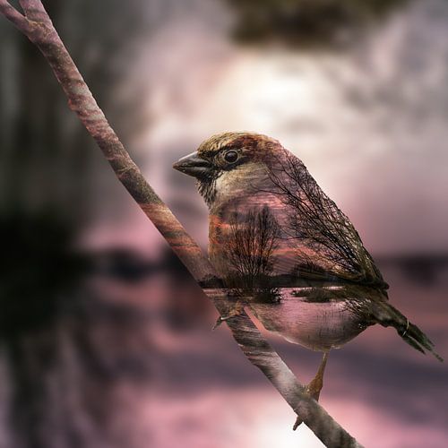 huismus in het landschap 