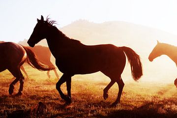 Paarden van Walljar