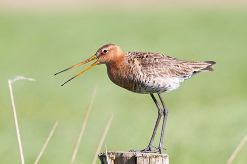 Black-tailed godwit