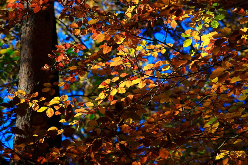 Beech by Thomas Jäger