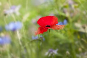 Mohn zwischen Kornblumen