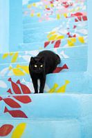 These fish are mine! - Black cat on blue stairs with fish pattern in Algarve, Portugal