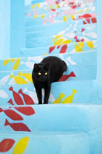 Diese Fische gehören mir! - Schwarze Katze auf blauer Treppe mit Fischmuster in Algarve, Portugal