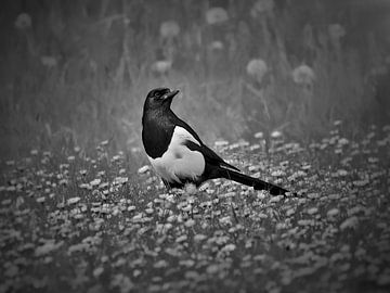 Elster in einem Meer von Gänseblümchen (schwarz-weiß) von Maickel Dedeken