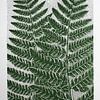 Fougères en vert sauge sur Thea