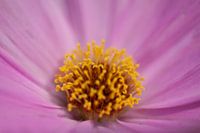 Bloem 4