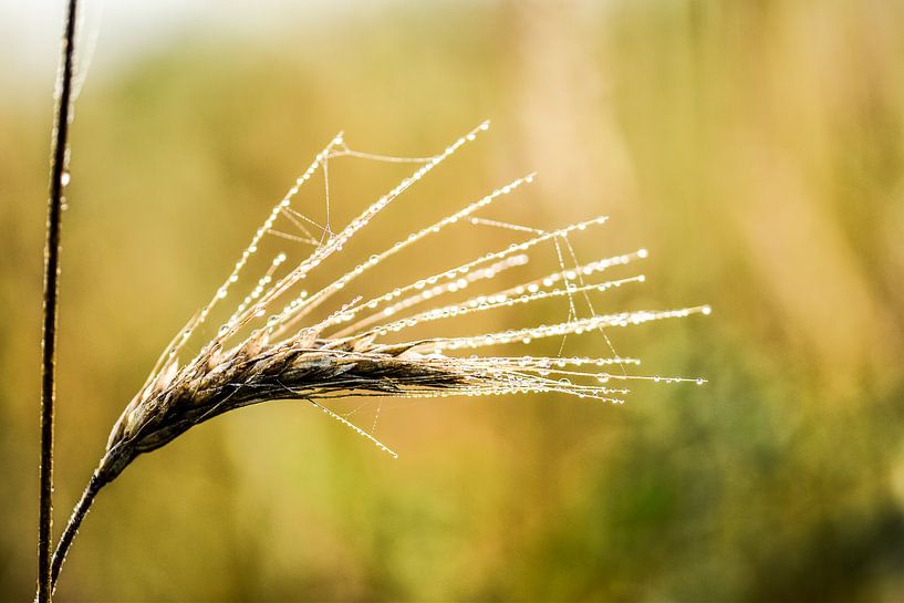 Graanstengel met dauwdruppels van Marjo Kusters