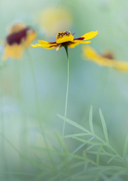 Seht mich! von Boogartphotographics