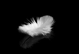 Weiße Feder auf schwarzem Hintergrund von shoott photography