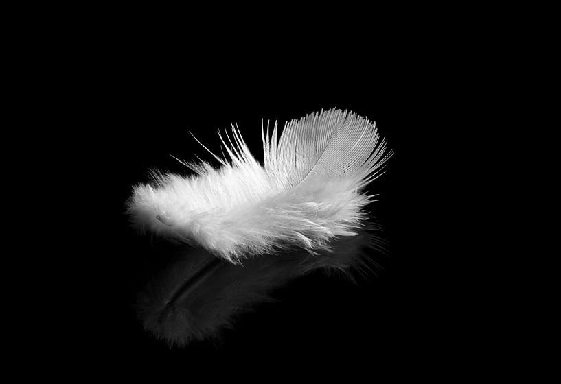 Weiße Feder auf schwarzem Hintergrund von shoott photography