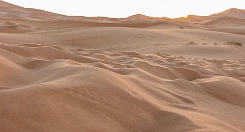 Sahara