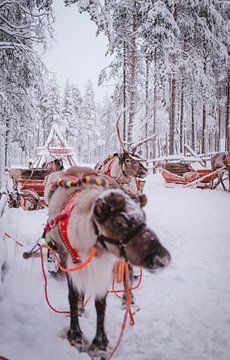 Rendieren Fins Lapland van Suzanne De Boer