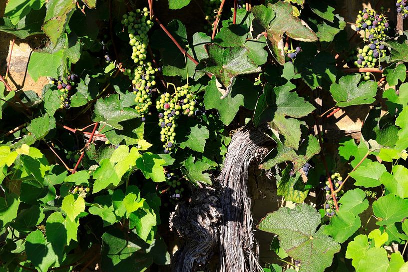 Wine by Thomas Jäger