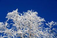 Un vrai rêve d'hiver ! Branches d'arbres sucrées, ciel d'un bleu profond - c'est ainsi que vous imag par Rudolf Brandstätter Aperçu