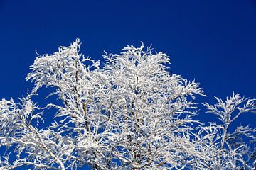 Ein wahrer Wintertraum! Angezuckerte Baumäste, tiefblauer Himmel - so stellt man sich den Winter vor