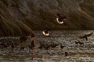 Pigeons at sunrise by Angelika Stern thumbnail