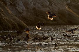 Pigeons au lever du soleil sur Angelika Stern