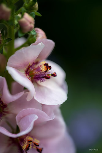Fleur de Verbascum dans une douce teinte rose