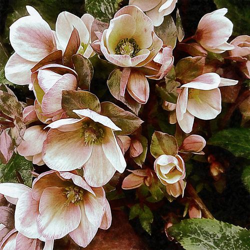 Helleborus die uit de schaduw groeit