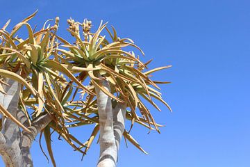 Aloe succulents