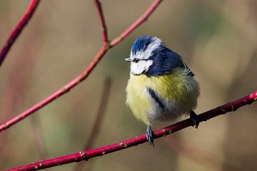 blue tit