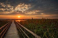 Sunrise at Federsee