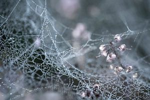 Schmuck in der Natur.