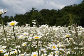 Blumen von Maaike Krimpenfort