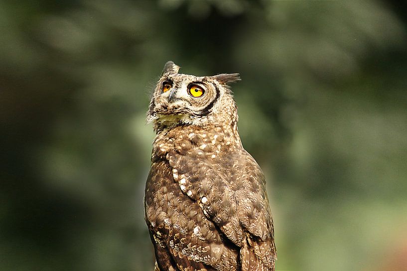 De Uil by Rijza Hofstede