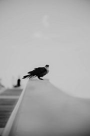 Vogel auf Brüstungspfeiler von Speels Fotografie