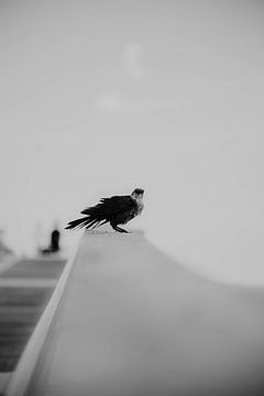 Vogel op balustrade pier van Speels Fotografie
