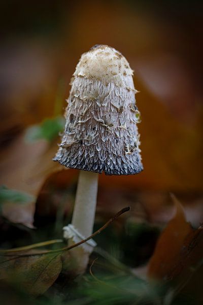 mushroom by ton vogels