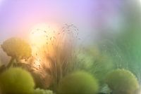 Pastel flowers