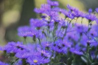 Blumen Teil 9 von Tania Perneel Miniaturansicht