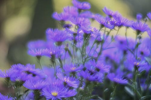 flowers part 9