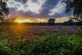Coucher de soleil coloré sur la lande